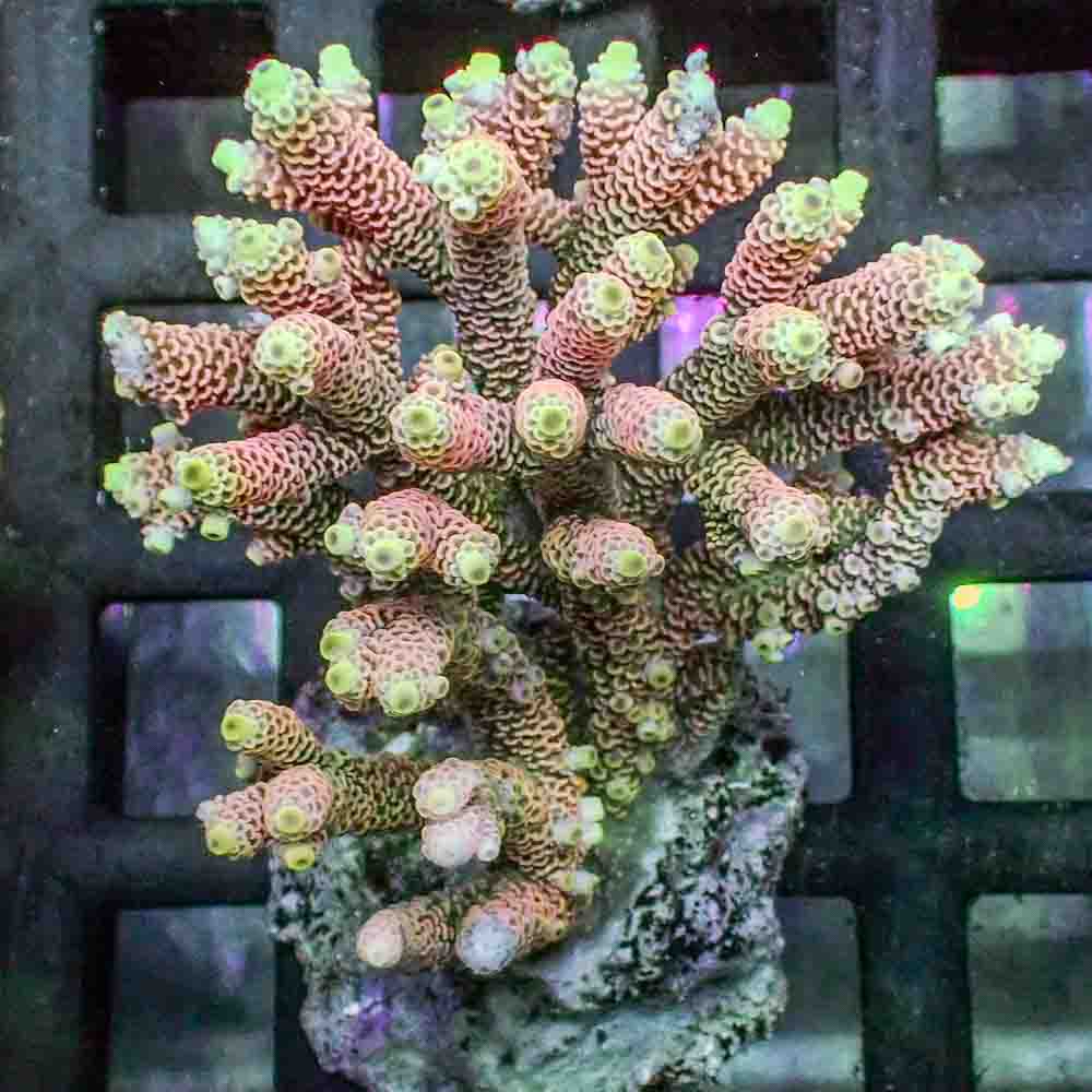 Red Acropora Millepora (L)