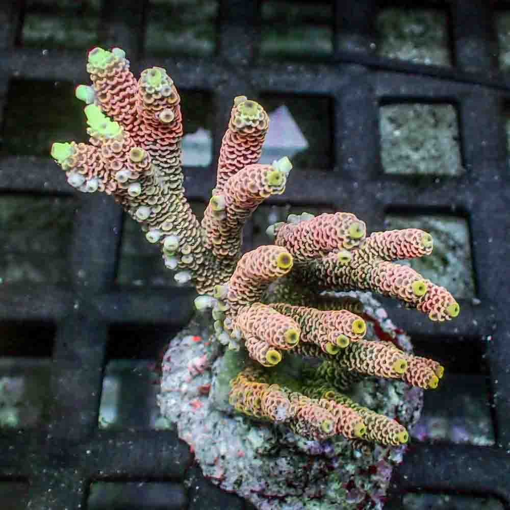 Red Acropora Millepora (M)