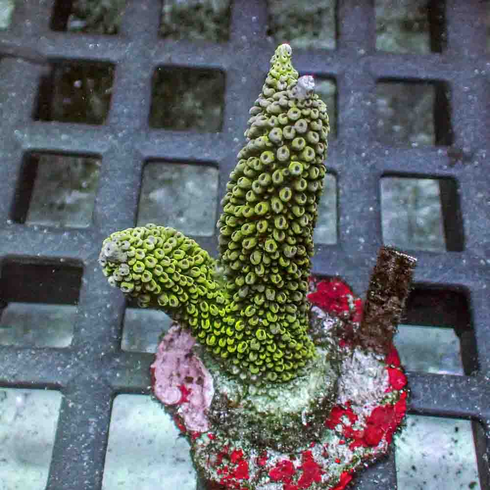 Staghorn Acropora Abrotanoides (M)
