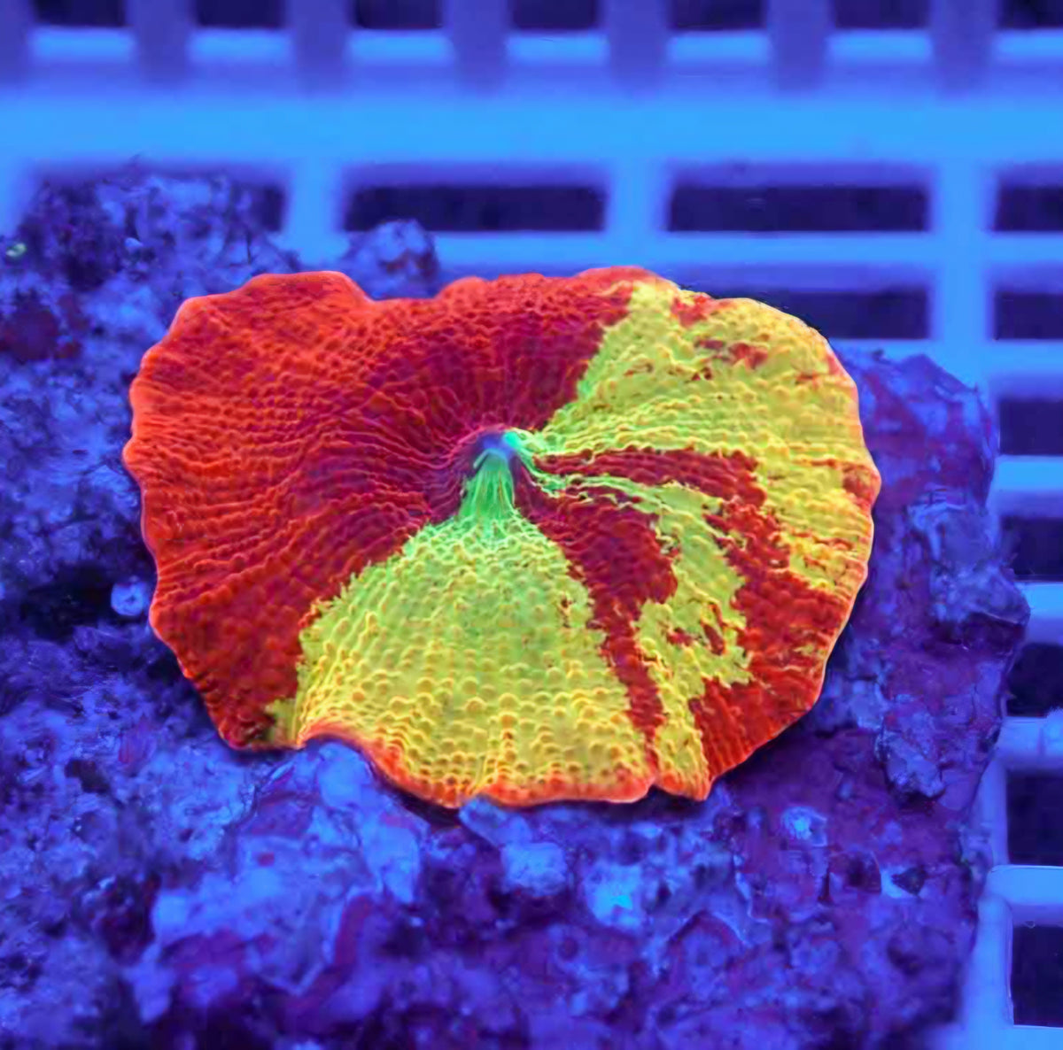2" Abomination Jawbreaker Mushroom 🤯