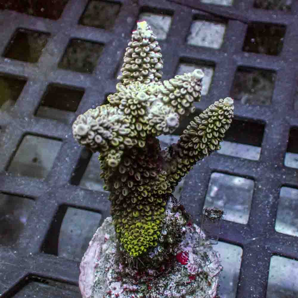 Staghorn Acropora Abrotanoides (M)