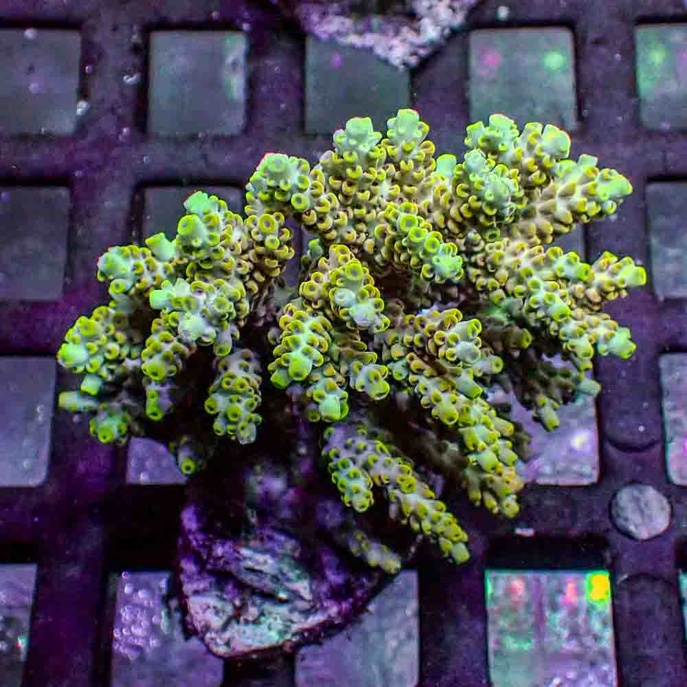 Acropora Microclados (M)