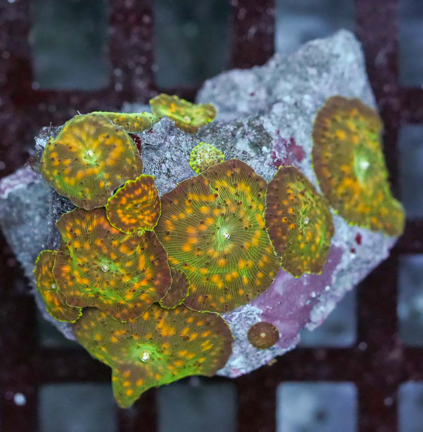 Alien Pimples 👽 Mushroom Colony