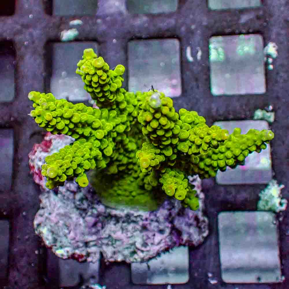 Acropora Divaricata (M)