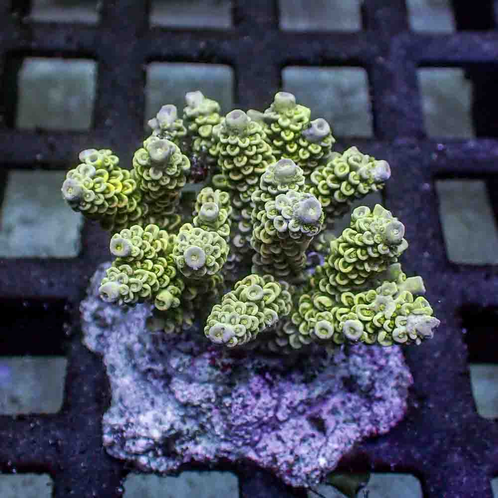 Acropora Tenuis (M)