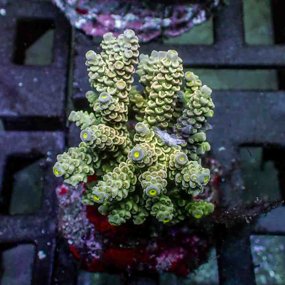 Acropora Tenuis (M)