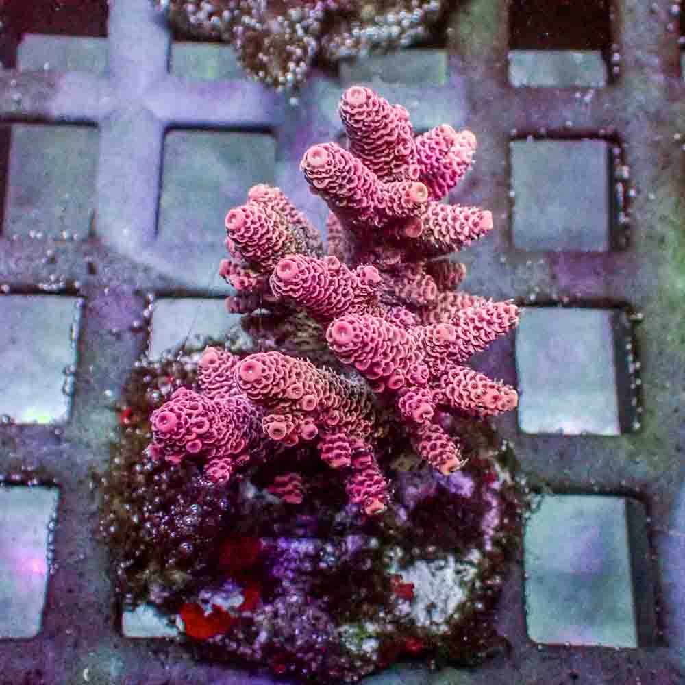 Red Acropora Millepora (M)