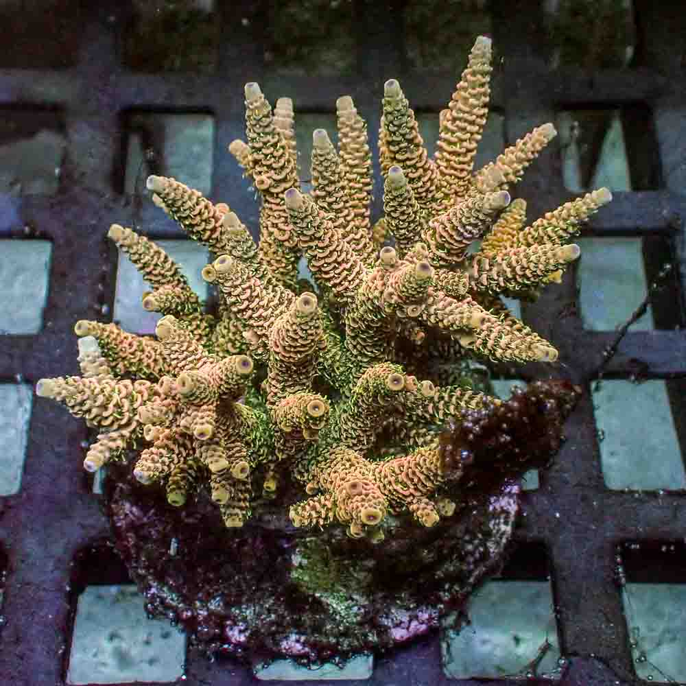 Sunset Yellow Acropora Millepora (L)