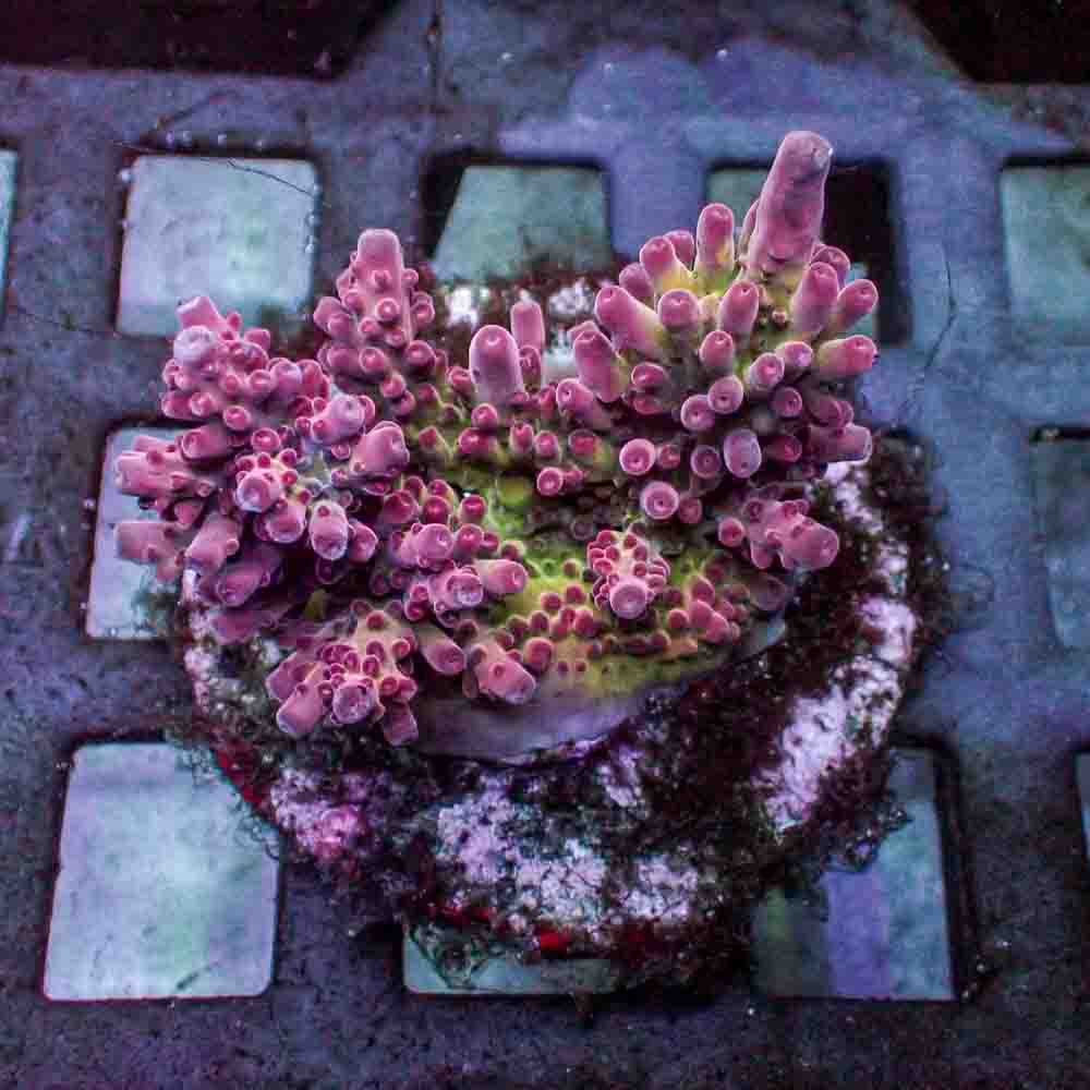 Cherry Blossom Acropora Rosaria (M)