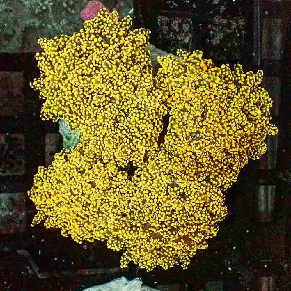 Branching Bad Ass Frogspawn Colony