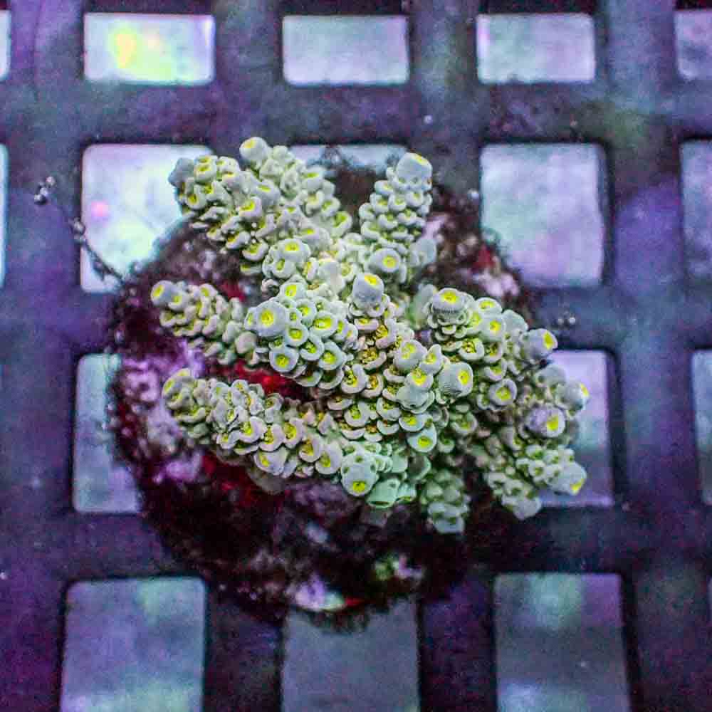 Acropora Tenuis (M)