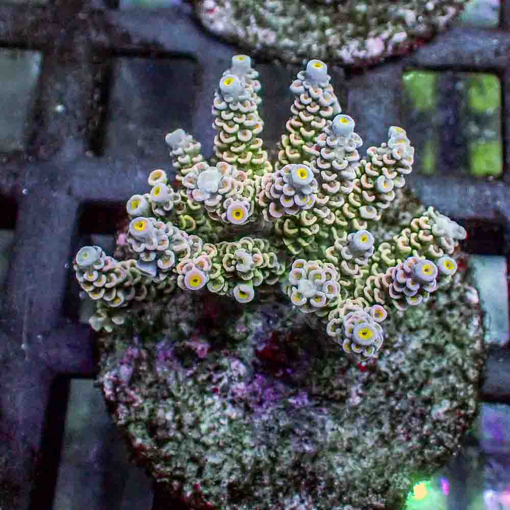 Acropora Tenuis (M)