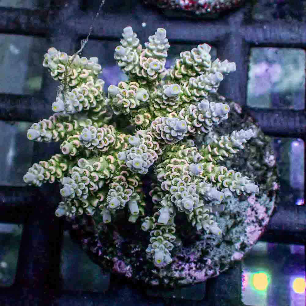 Acropora Tenuis (M)