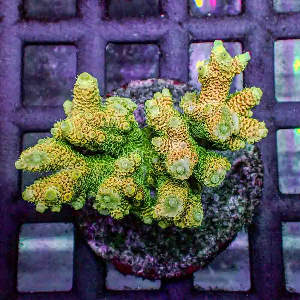 Sunset Yellow Acropora Millepora (M)