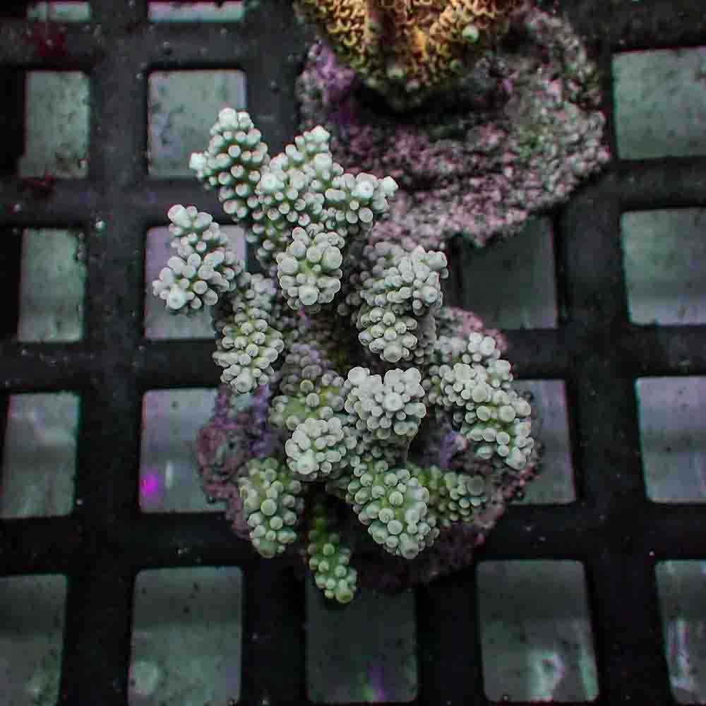 Acropora Nasuta (M)