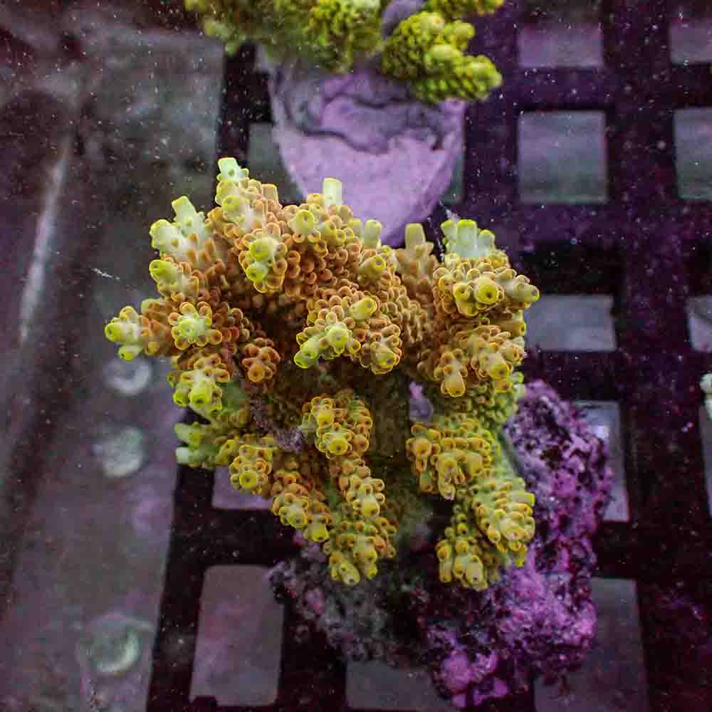Acropora Microclados (M)