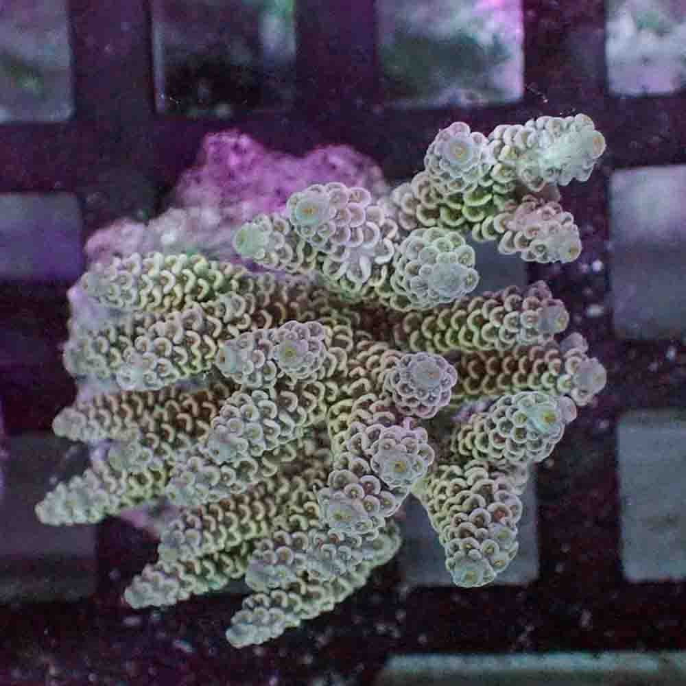 Acropora Tenuis (M)