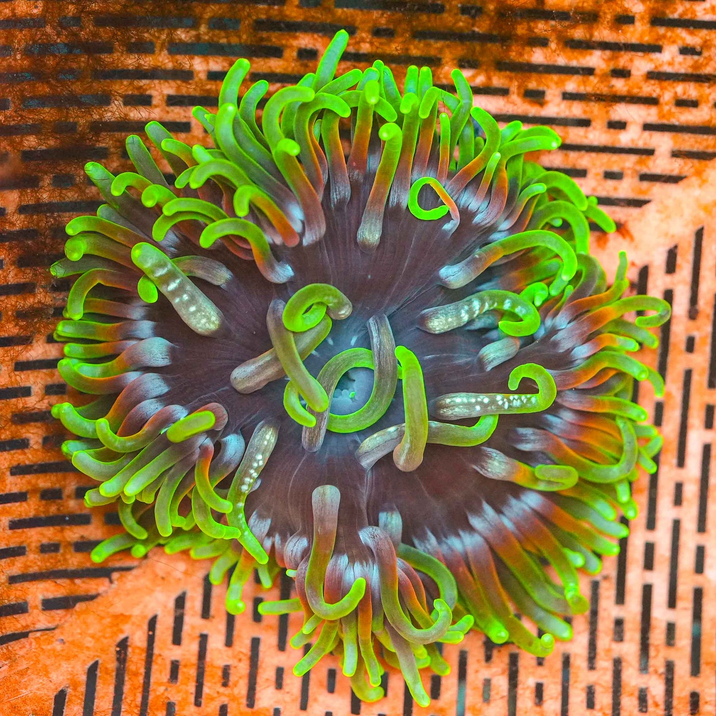 Superior Rainbow Long Tentacle Anemone