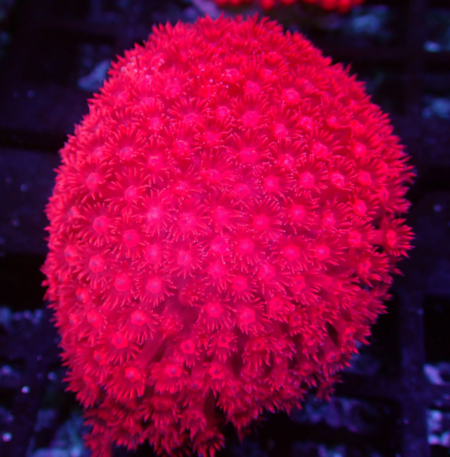 Red Nitro Goniopora Colony