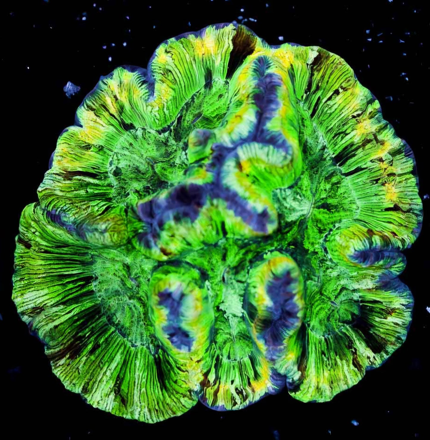 Defracted Light Wellsophyllia