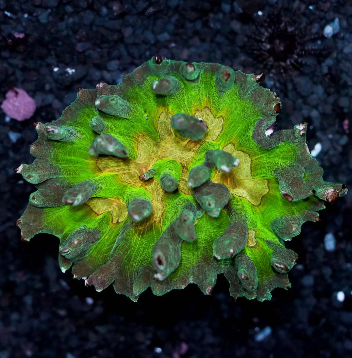 5-6" Master Melons Pectinia Colony