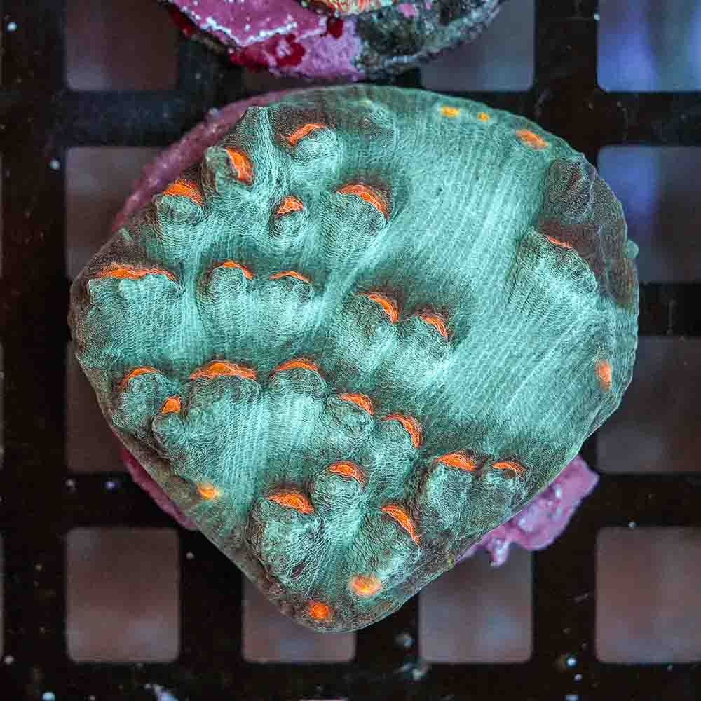 Ultra Mycedium Chalice Colony (M)