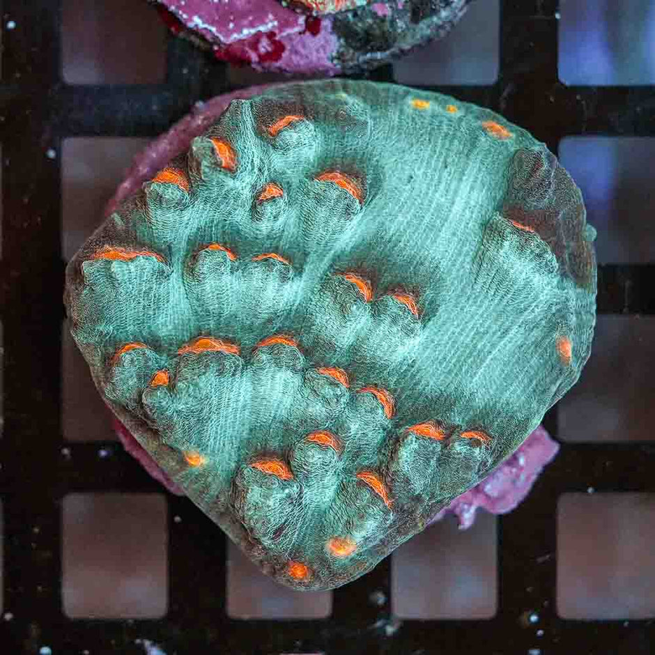 Ultra Mycedium Chalice Colony (M)