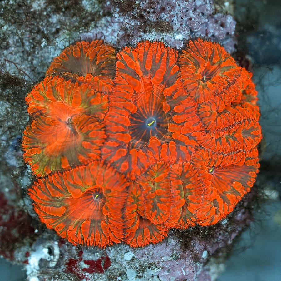 Rastafarian Indonesian Blasto Colony