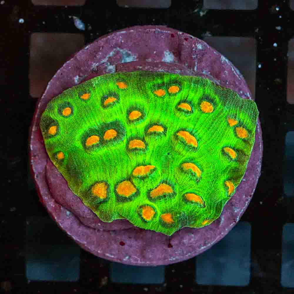 Ultra Mycedium Chalice Colony (M)