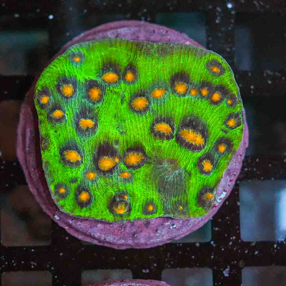 Ultra Mycedium Chalice Colony (M)