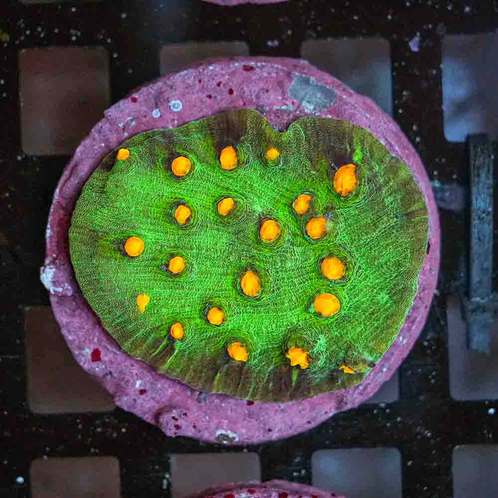 Ultra Mycedium Chalice Colony (M)