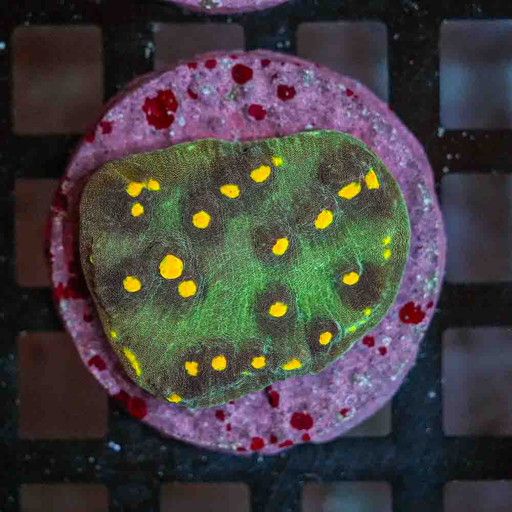 Ultra Mycedium Chalice Colony (M)