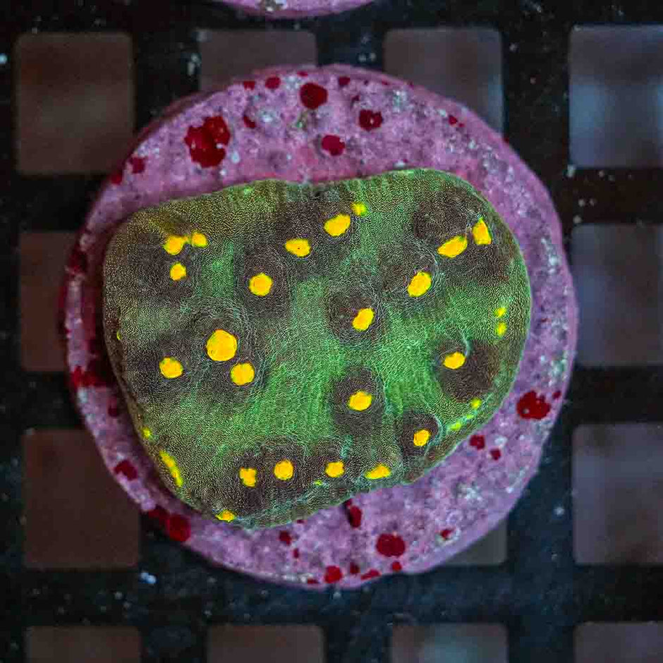 Ultra Mycedium Chalice Colony (M)