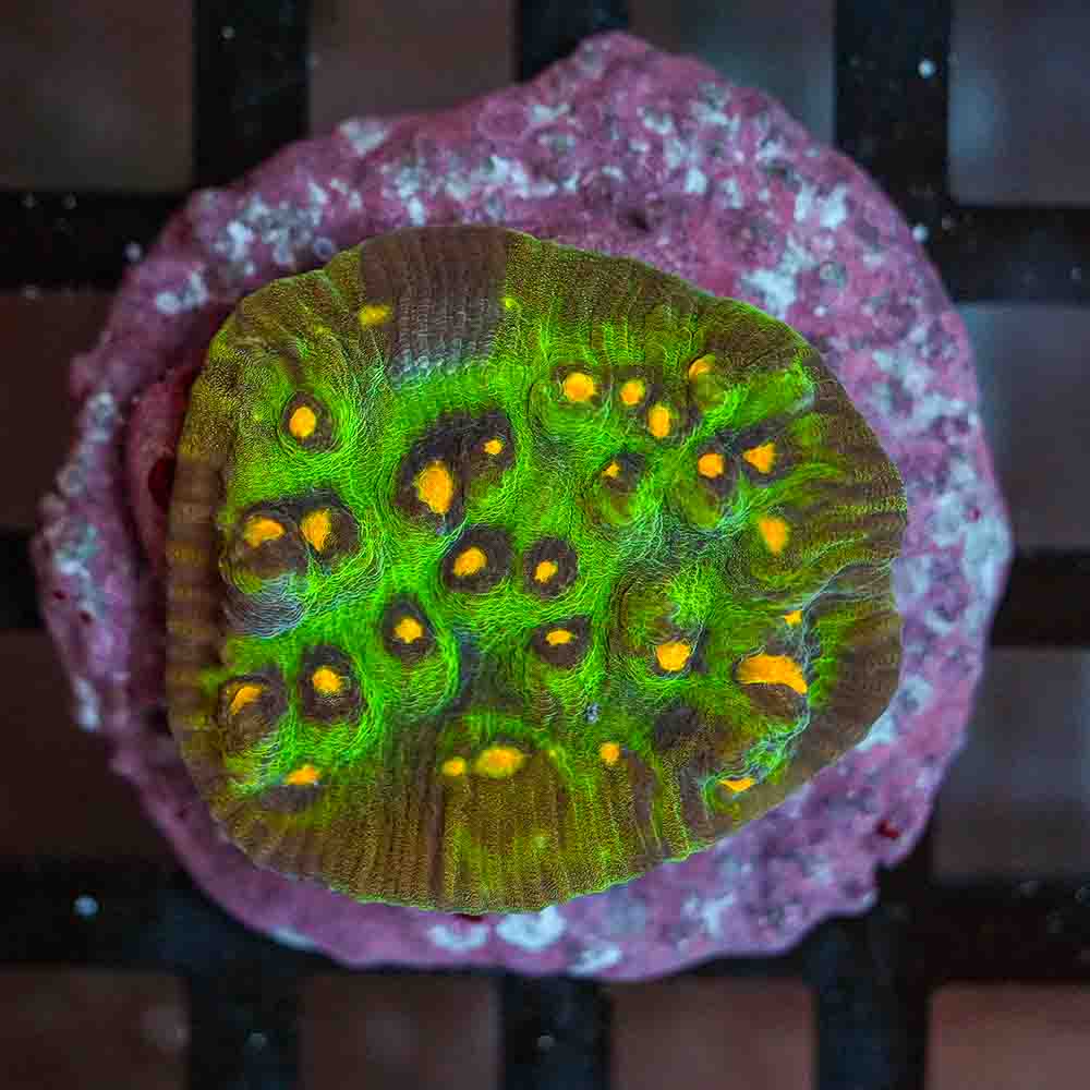 Ultra Mycedium Chalice Colony (M)