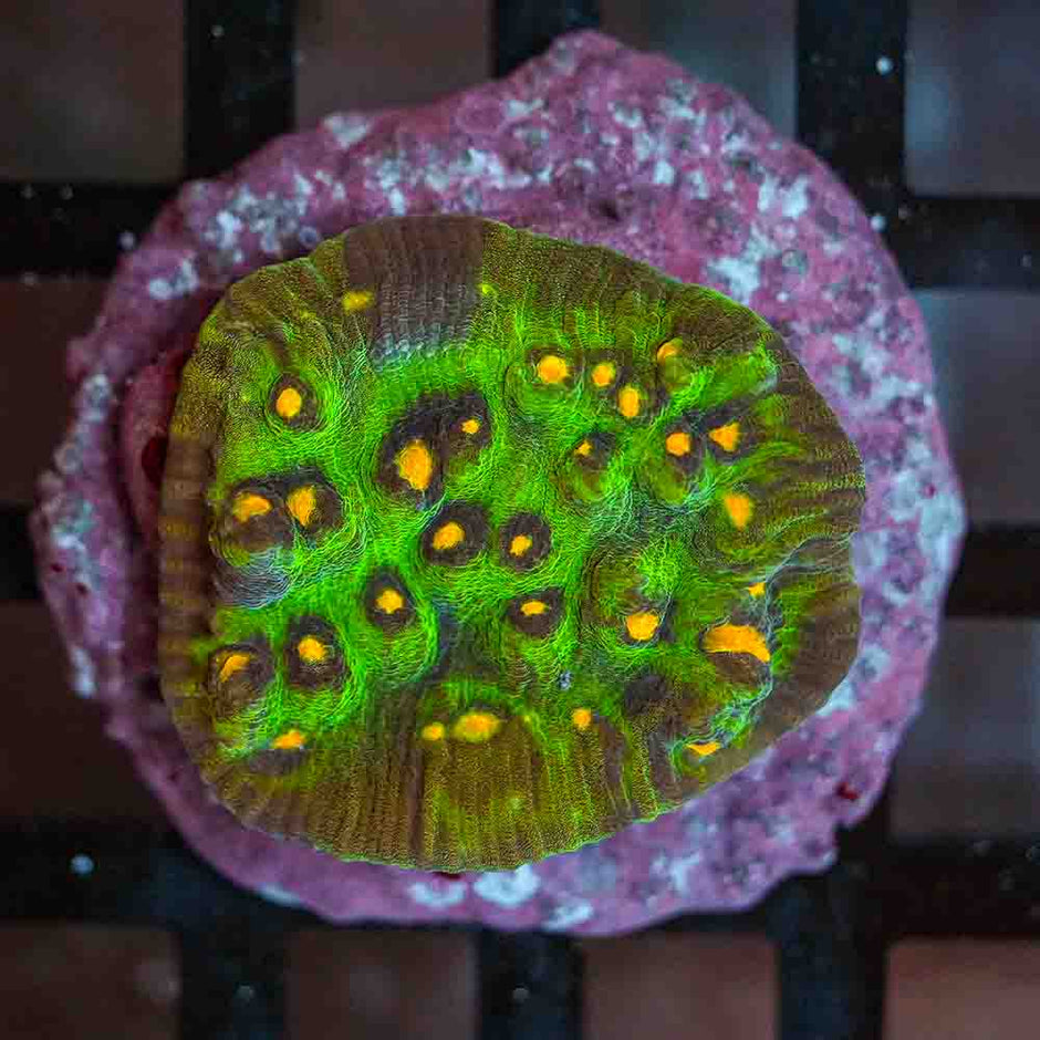 Ultra Mycedium Chalice Colony (M)