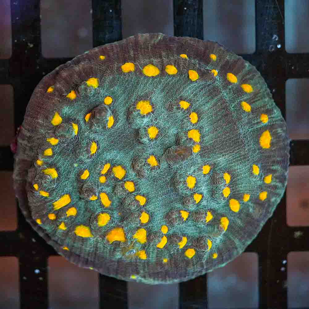 Ultra Mycedium Chalice Colony (M)