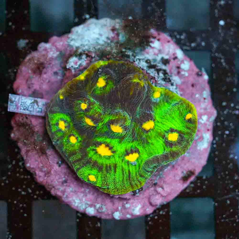 Ultra Mycedium Chalice Colony (M)