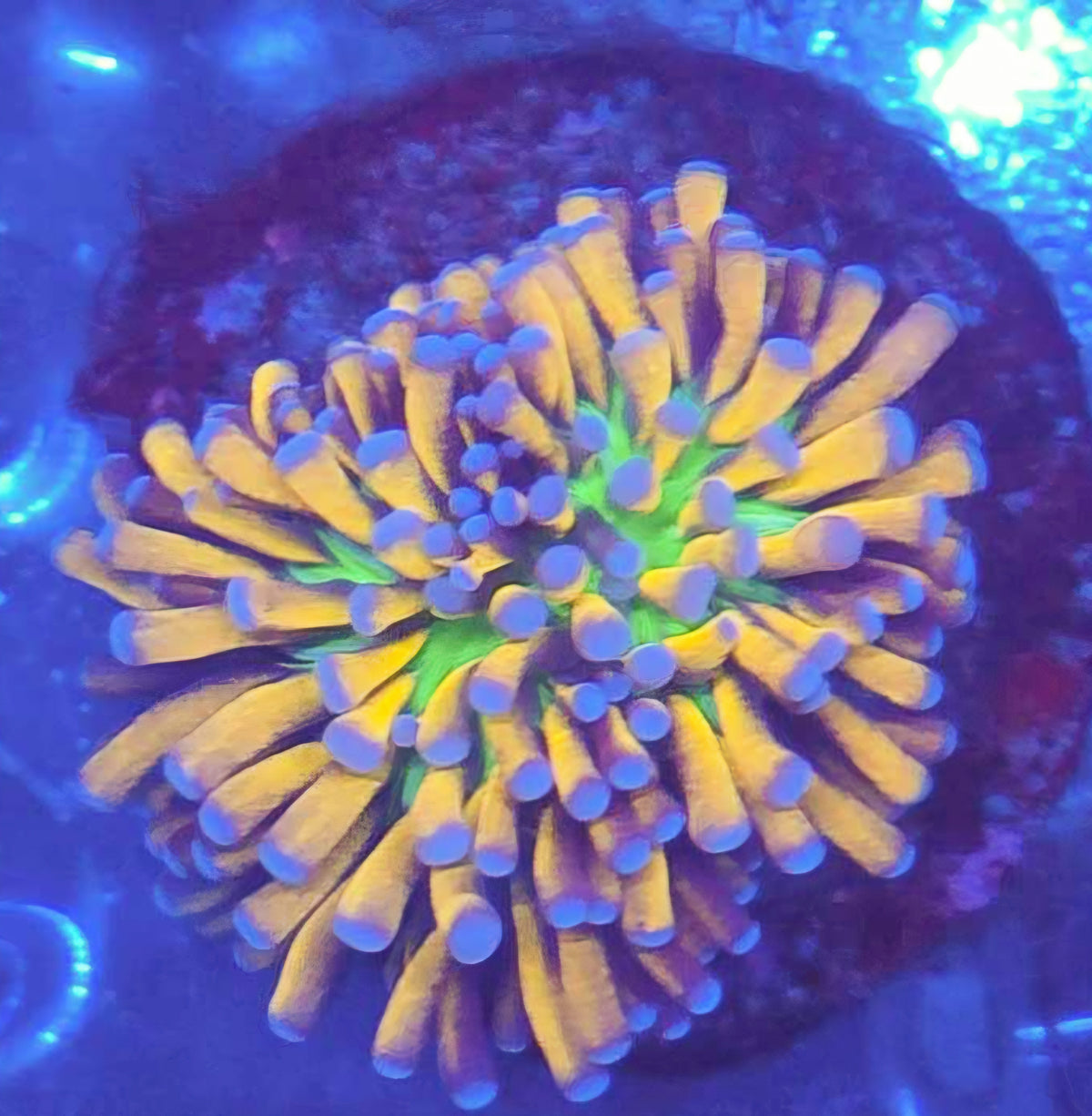 Banana 🍌 Grail Torch 🤯