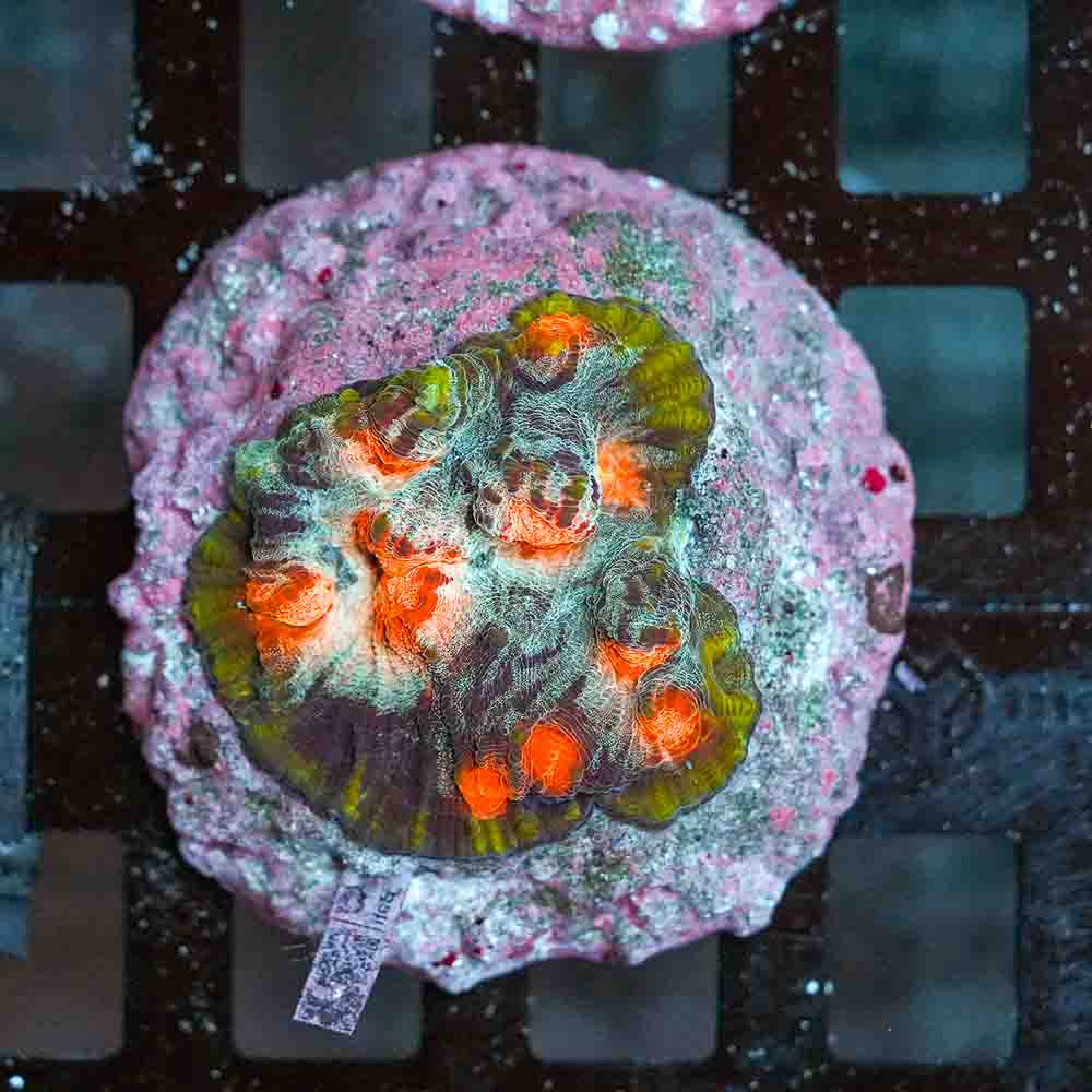 Ultra Mycedium Chalice Colony (S)