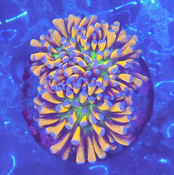 Double Banana 🍌 Grail Torch 🤯 – Hellfire Frags