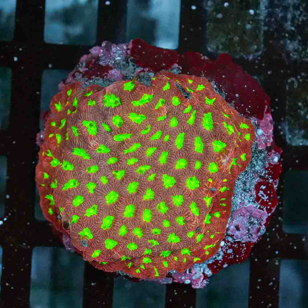 Special Favites Colony (M)