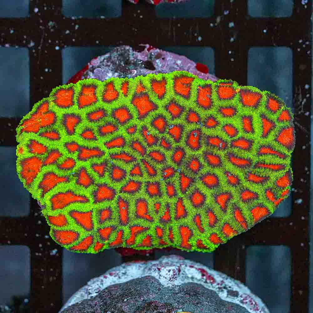 Christmas Favia Colony (M)