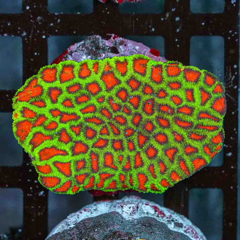 Christmas Favia Colony (M)