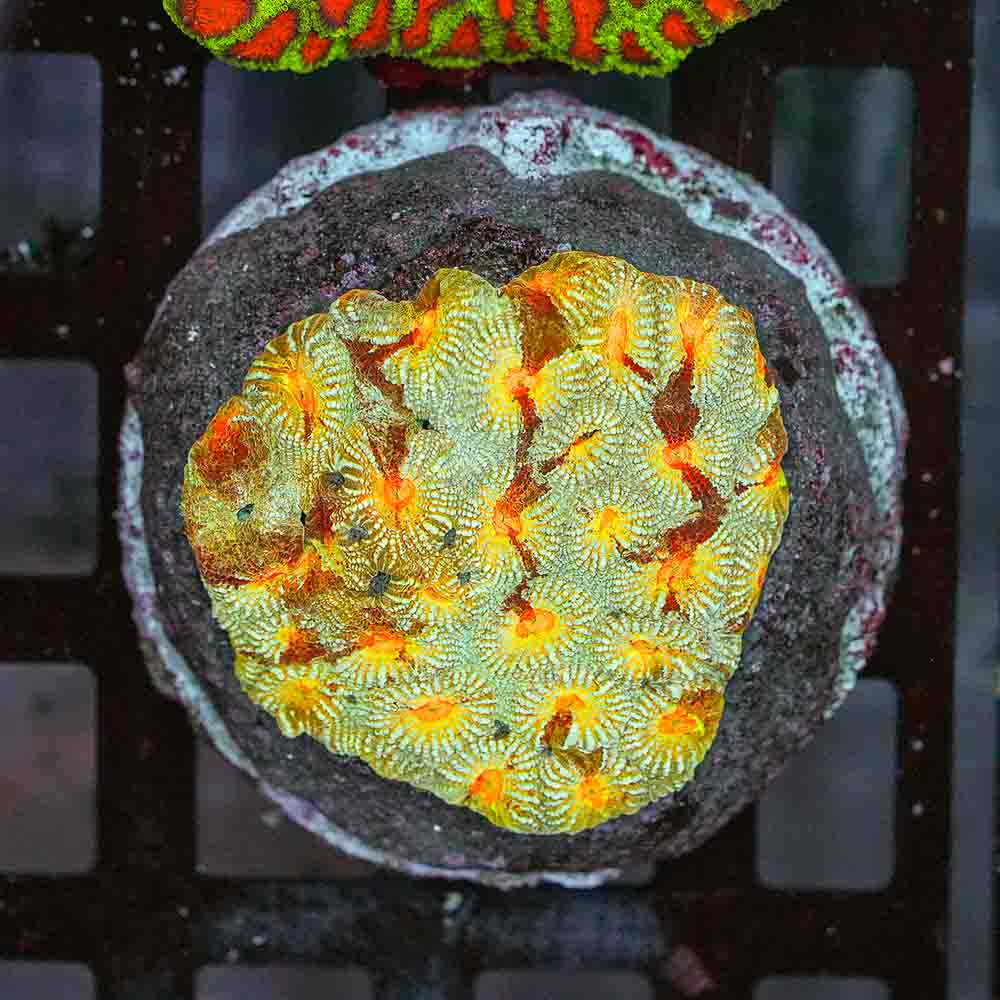 Gods Playground Favia Colony (M)
