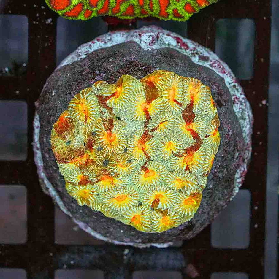 Gods Playground Favia Colony (M)