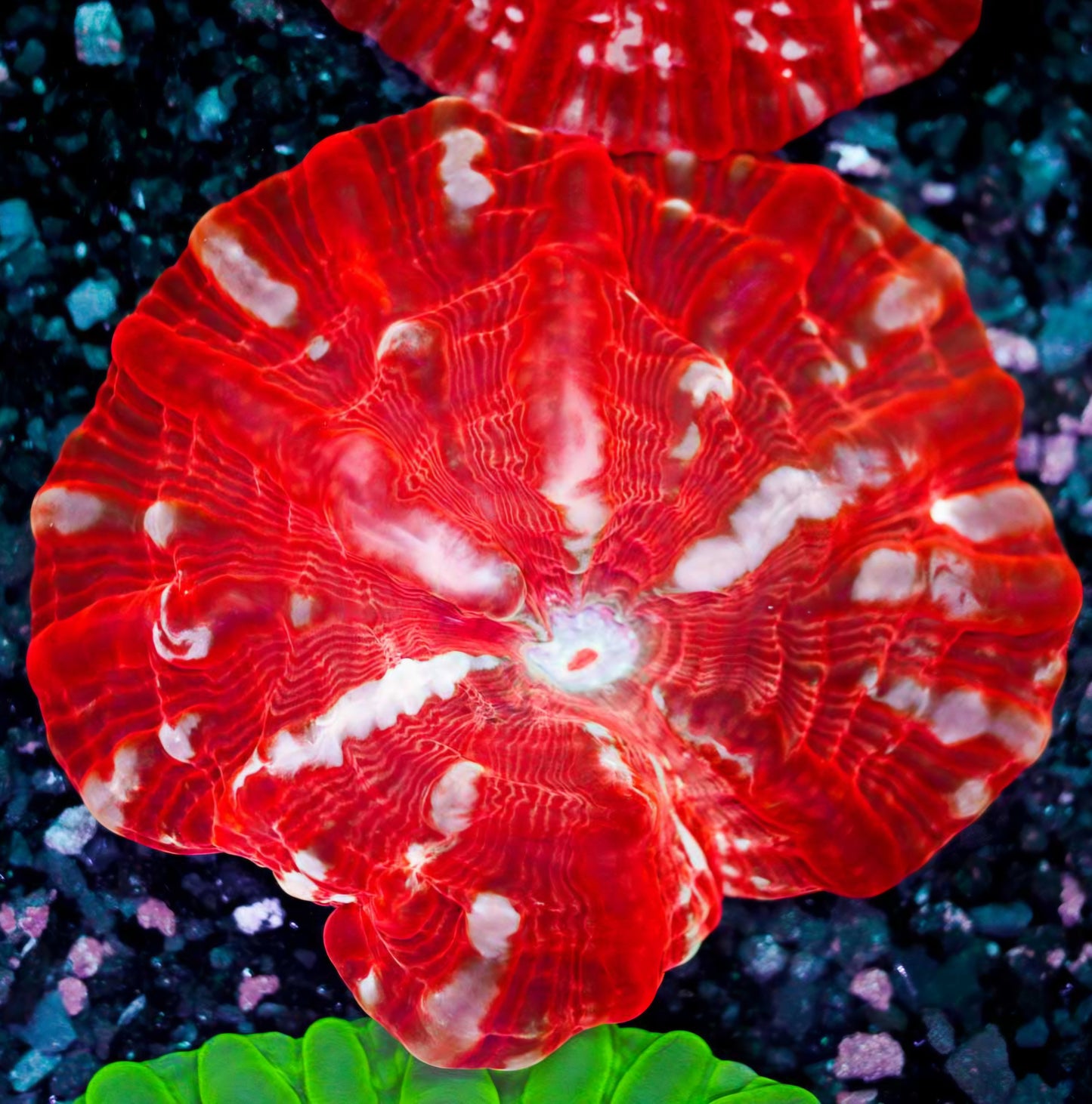 Blood Star Indophyllia