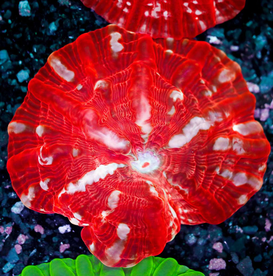 Blood Star Indophyllia