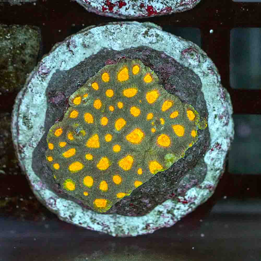 Helios Favia Colony(M)