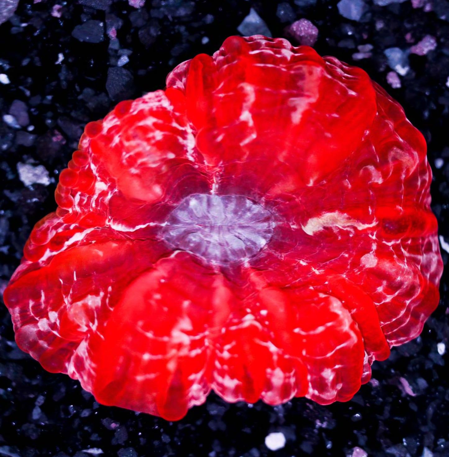 Royal Red Indophyllia