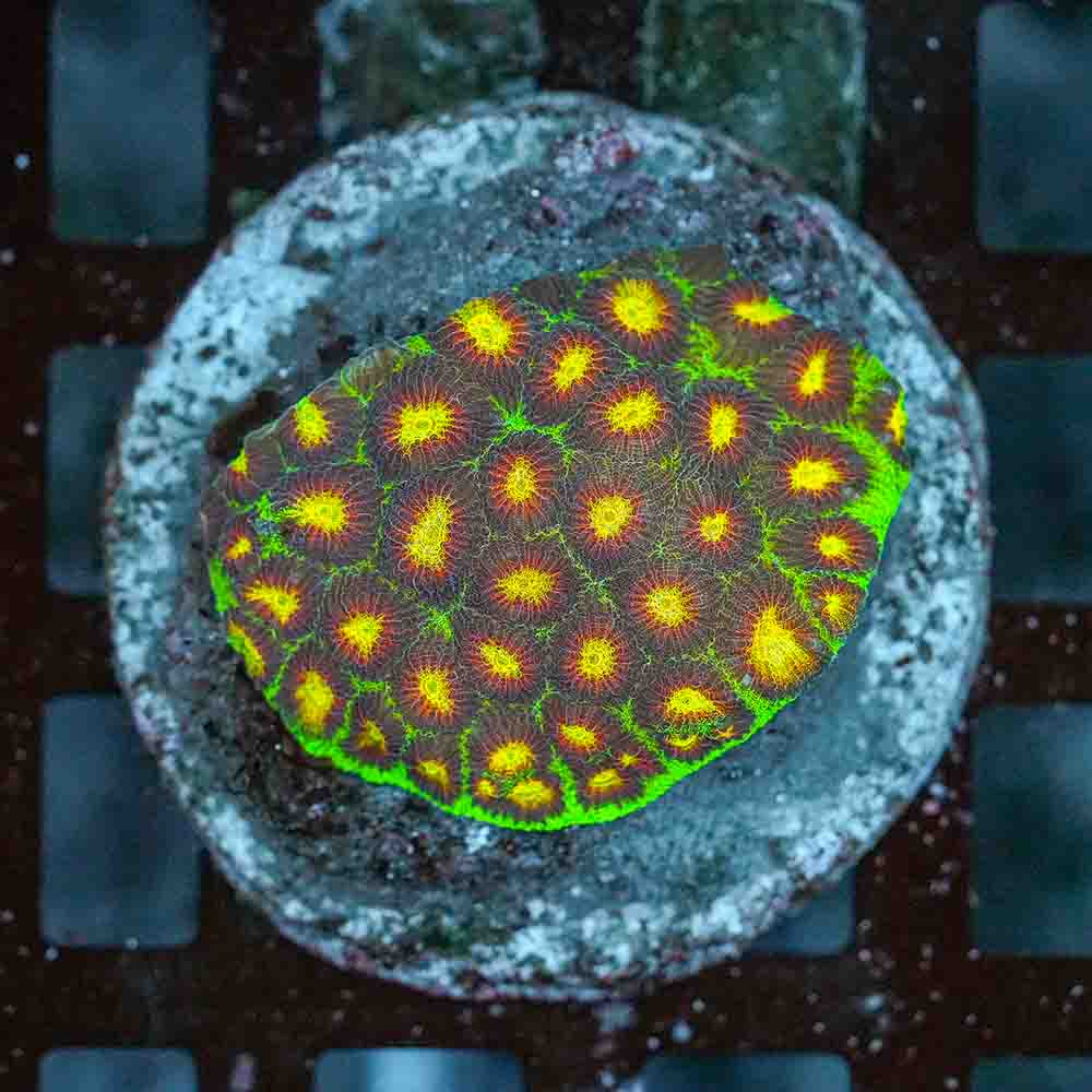 Punchout Favia Colony (M)
